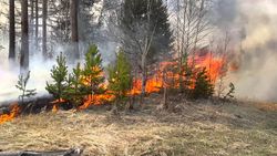Оперативная информация о ситуации с лесными пожарами на территории Ханты-Мансийского автономного округа – Югры