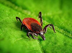 В Югорске пострадали 17 человек от укуса клещей