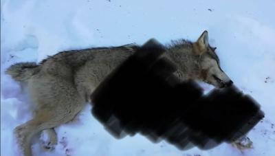 Вблизи Югорска ликвидирован волк 