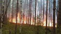 В Югорске пожарные тушат лес в черте города 