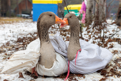 В музее под открытым небом «Суеват Пауль» прошел народный татаро-башкирский праздник «День гусиного пера» 