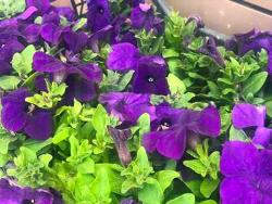 В Югорске высадят 108 000 цветов