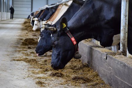 Югорские фермеры реализовали около 3 тонн мясной продукции