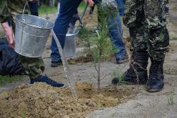 Югорск присоединился к акции «90 кедров» 