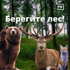 Берегите лес!