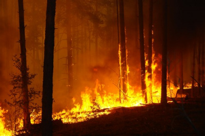 лес в огне.jpg