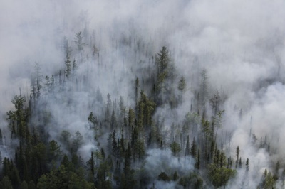 лес в дыму.jpg